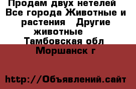 Продам двух нетелей - Все города Животные и растения » Другие животные   . Тамбовская обл.,Моршанск г.